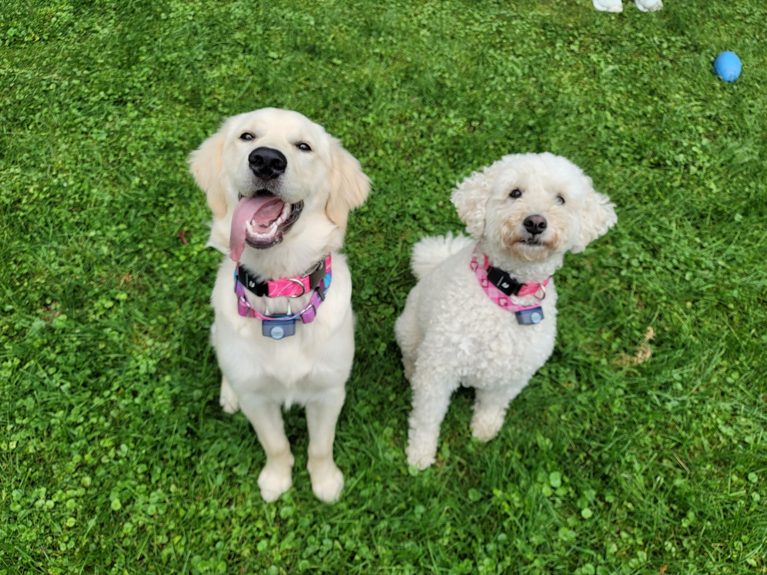 dogs dogs